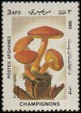 [Flora - Mushrooms, ประเภท ABR]