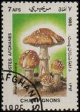 [Flora - Mushrooms, ประเภท ABT]