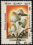 [Flora - Mushrooms, ประเภท ABV]