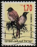 [Songbirds, Вид AUH]