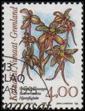 [Arctic Orchids, type GJ]