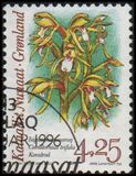 [Arctic Orchids, type GK]