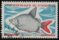 [Fish, type HP]
