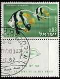[Red Sea Fish, тып IK]