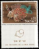 [Red Sea Fish, тып IM]