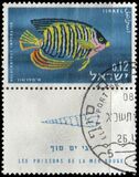 [Red Sea Fish, тып IN]