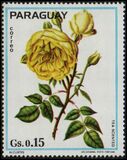 [Roses, type BCF]