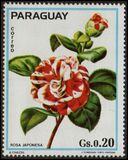 [Roses, type BCG]