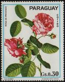 [Roses, type BCI]