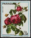 [Roses, type BCJ]