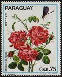 [Roses, type BCK]