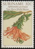 [Flower Drawings by Maria Sibylle Merian, type AOH]