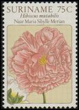 [Flower Drawings by Maria Sibylle Merian, type AOJ]