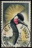 [Birds, type AZ1]