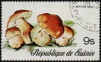 [Fungi, タイプ RJ]