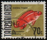 [Marine Life - Fish, tip Y]