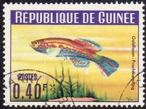 [Guinea Fish, 类型 BS]