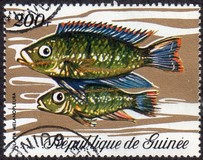 [Fish, type LI]
