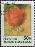 [Roses, type IT]