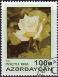 [Roses, type IU]