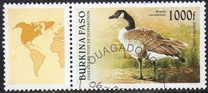 [Birds, type OQ]