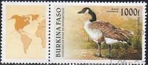 [Birds, type OQ]