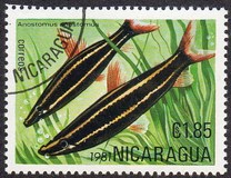 [Tropical Fish, Typ BCP]