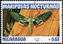 [Butterflies, тып BHB]