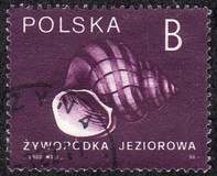 [Stamps for Domestic Mail: Shells of Snails, Tip DDD]