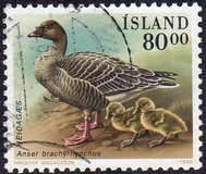 [Birds - Ducks, type RQ]