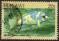 [Fish, type MM]