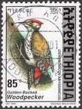 [Golden-mantled Woodpecker, type AXO16]