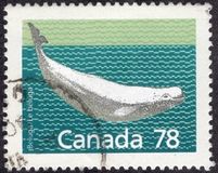 [Canadian Mammals, type AOK]