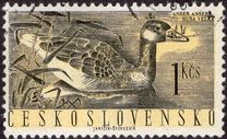 [Aves acuáticas., tipo ZC]
