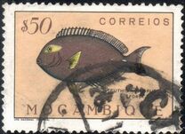 [Fish, type CF]