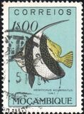 [Fish, type CG]