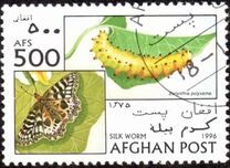 [Fauna - Butterflies & Silkworms, տեսակ AMM]