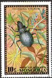 [Beetles, type XP]
