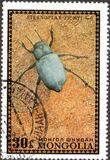 [Beetles, type XR]