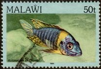 [Fish, Вид MP]