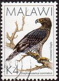 [Birds, tegund QH]