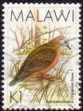 [Birds, tegund QF]