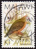 [Birds, tegund QF]