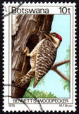 [Birds, typ GV]