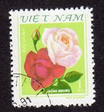 [Roses, tyyppi FZ]