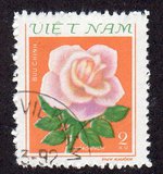 [Roses, tyyppi GA]