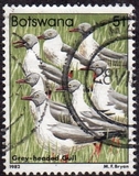 [Birds, tegund KQ]