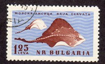 [Black Sea Marine Life, ประเภท ANA]