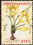 [Flowers - Crocuses, type CTH]