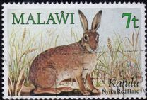 [Small Mammals, tip MU]
